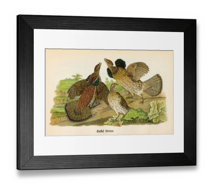 Framed Print : Ruffed grouse bird lithograph 1890 Framed Print : Ruffed grouse bird lithograph 1890