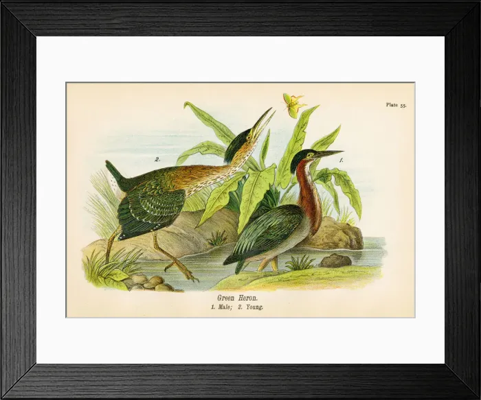 Framed Print : Green heron bird lithograph 1890 Framed Print : Green heron bird lithograph 1890