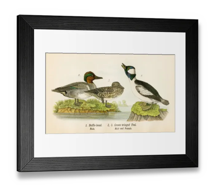 Framed Print : Teal bird lithograph 1890 Framed Print : Teal bird lithograph 1890