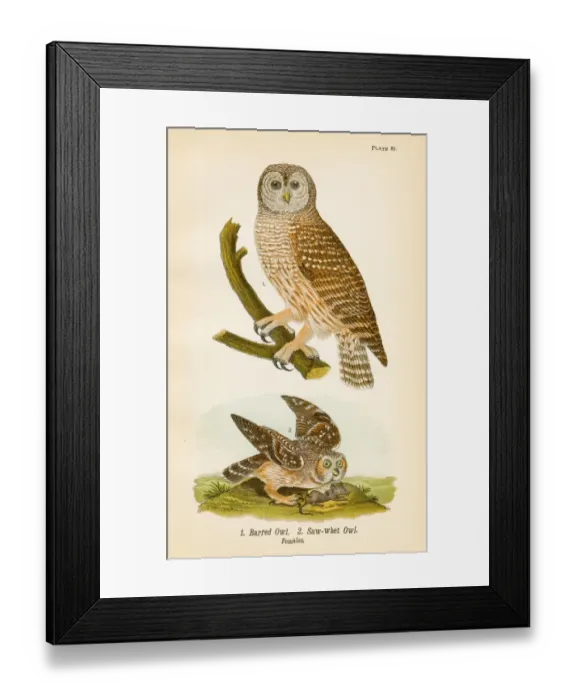 Framed Print : Barred owl bird lithograph 1890 Framed Print : Barred owl bird lithograph 1890