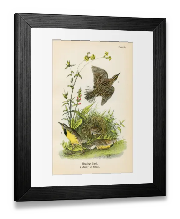 Framed Print : Meadow lark bird lithograph 1890 Framed Print : Meadow lark bird lithograph 1890