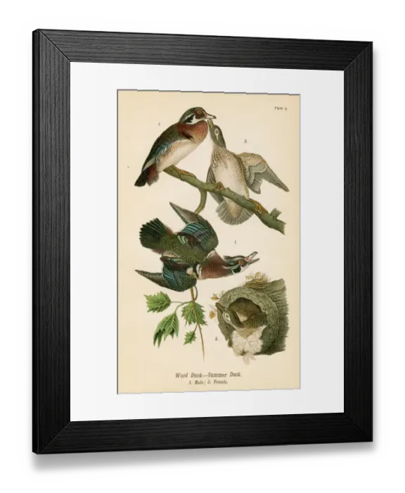 Framed Print : Wood duck bird lithograph 1890 Framed Print : Wood duck bird lithograph 1890