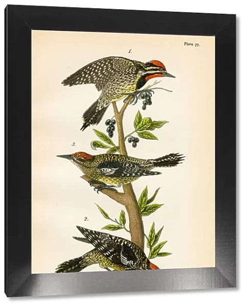 Sapsucker bird lithograph 1890