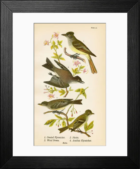 Framed Print : Pewee Flycatcher Phoebe bird lithograph 1890 Framed Print : Pewee Flycatcher Phoebe bird lithograph 1890
