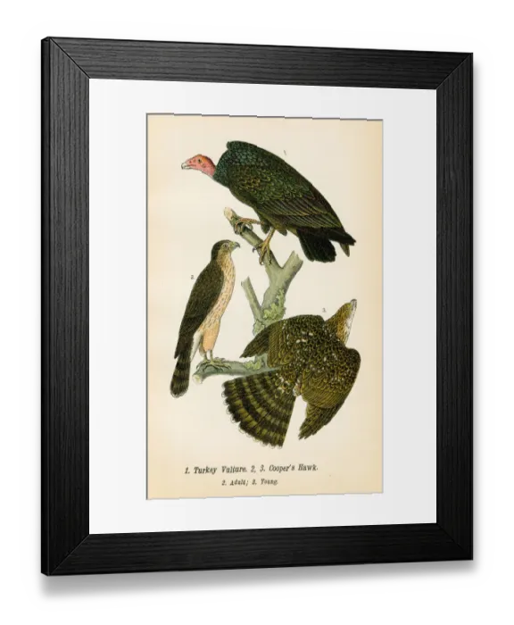 Framed Print : Turkey vulture and hawk bird lithograph 1890 Framed Print : Turkey vulture and hawk bird lithograph 1890