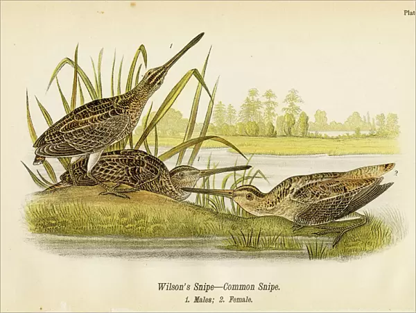 Snipe bird lithograph 1890
