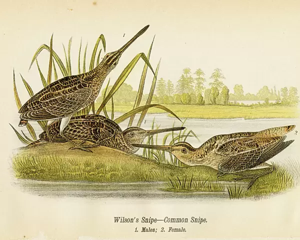 Snipe bird lithograph 1890