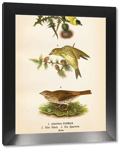 Goldfinch Pine Finch bird lithograph 1890