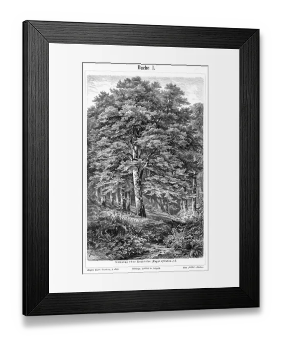 Framed Print : Beech tree engraving 1895 Framed Print : Beech tree engraving 1895