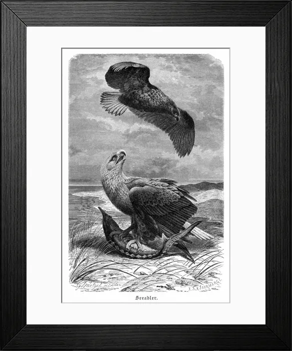 Framed Print : Sea Eagle engraving 1892 Framed Print : Sea Eagle engraving 1892