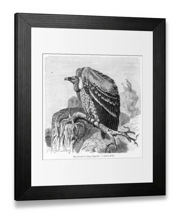 Framed Print : Ruppells vulture engraving 1892 Framed Print : Ruppells vulture engraving 1892