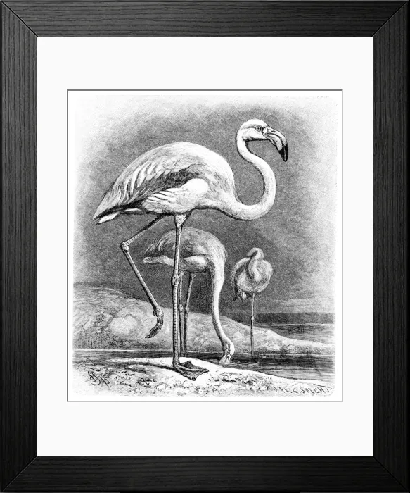 Framed Print : Pelican engraving 1892 Framed Print : Pelican engraving 1892