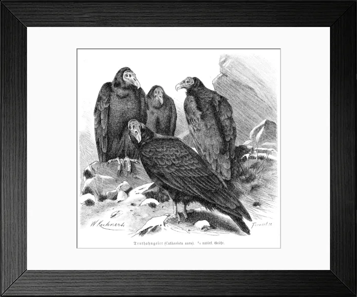 Framed Print : Turkey vulture engraving 1892 Framed Print : Turkey vulture engraving 1892