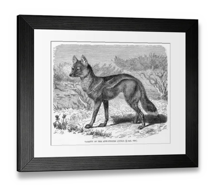 Framed Print : Jackal engraving 1894