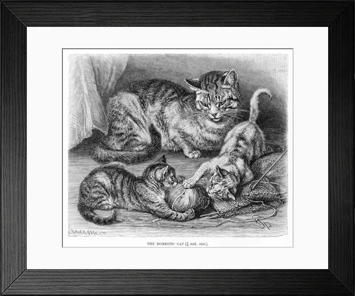Framed Print : Domestic cat engraving 1894
