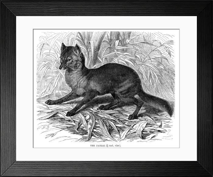 Framed Print : Jackal engraving 1894 Framed Print : Jackal engraving 1894