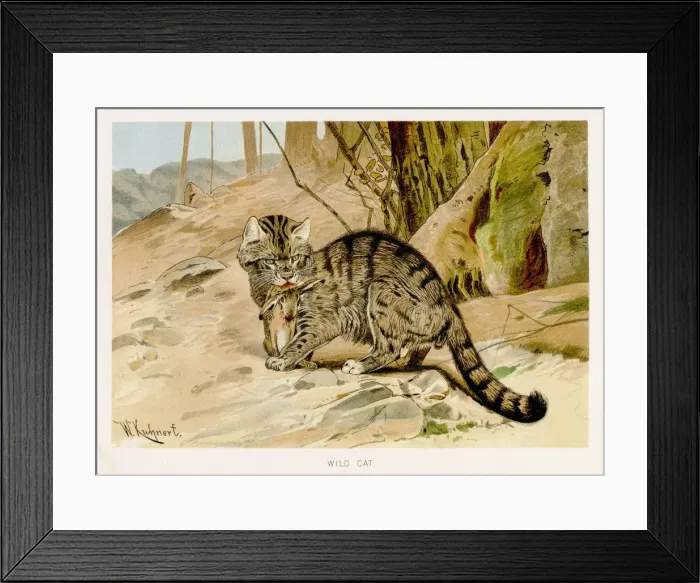 Framed Print : Wild cat lithograph 1894 Framed Print : Wild cat lithograph 1894