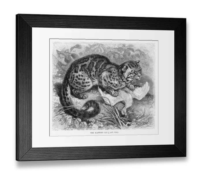 Framed Print : Marbled cat engraving 1894 Framed Print : Marbled cat engraving 1894