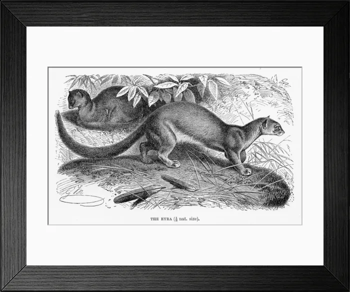 Framed Print : Eyra cat engraving 1894 Framed Print : Eyra cat engraving 1894