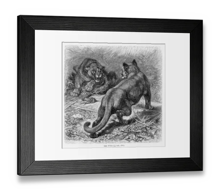 Framed Print : Puma engraving 1894 Framed Print : Puma engraving 1894
