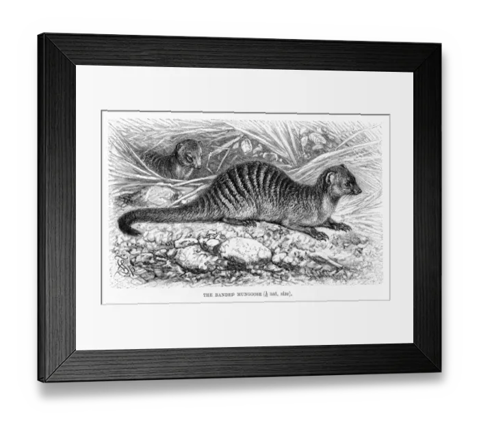 Framed Print : Banded mongoose engraving 1894 Framed Print : Banded mongoose engraving 1894