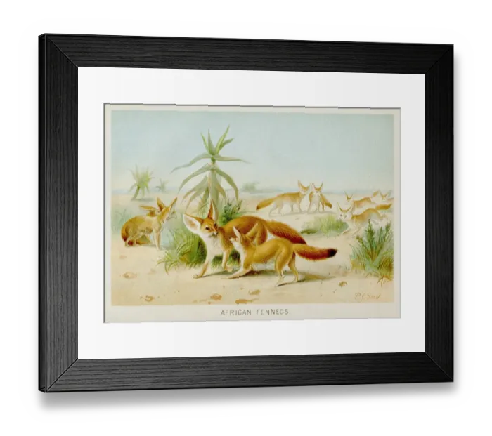 Framed Print : Fennec fox engraving 1894 Framed Print : Fennec fox engraving 1894