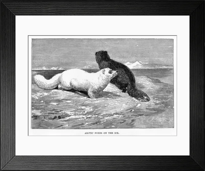 Framed Print : Arctic fox engraving 1894 Framed Print : Arctic fox engraving 1894