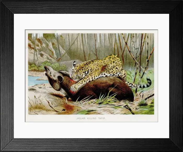 Framed Print : Leopards lithograph 1894 Framed Print : Leopards lithograph 1894