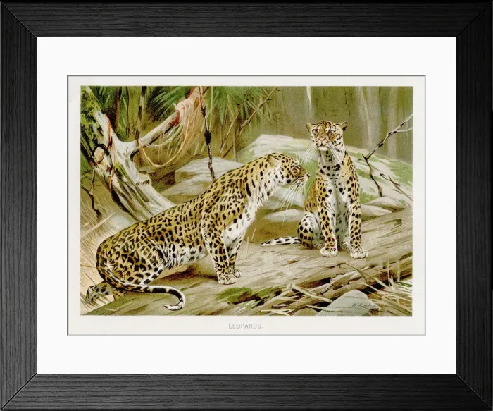 Framed Print : Leopards lithograph 1894 Framed Print : Leopards lithograph 1894