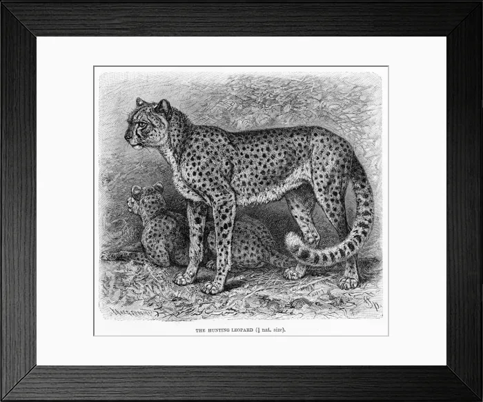 Framed Print : Cheetah engraving 1894