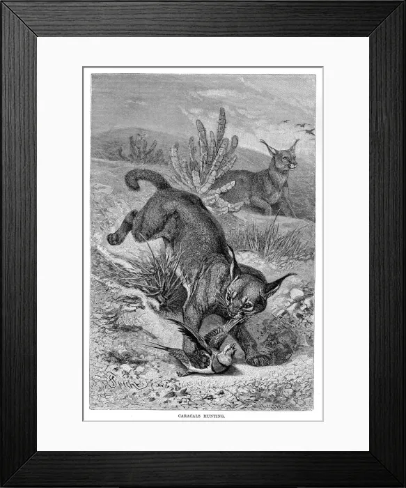 Framed Print : Caracal engraving 1894 Framed Print : Caracal engraving 1894
