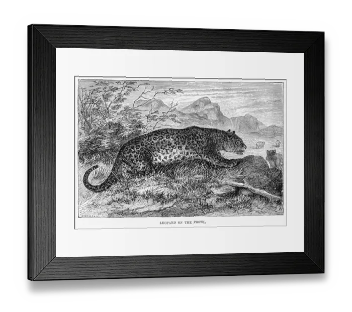 Framed Print : Leopard hunting engraving 1894
