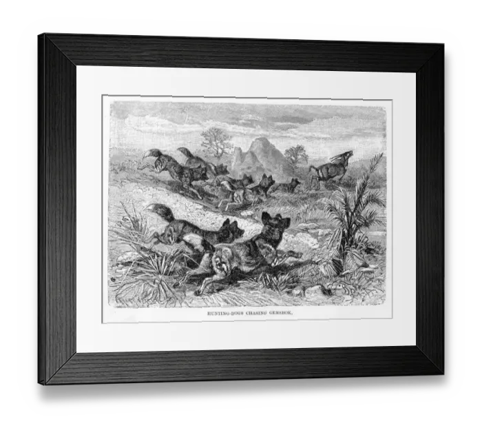 Framed Print : Wild dogs hunting engraving 1894 Framed Print : Wild dogs hunting engraving 1894