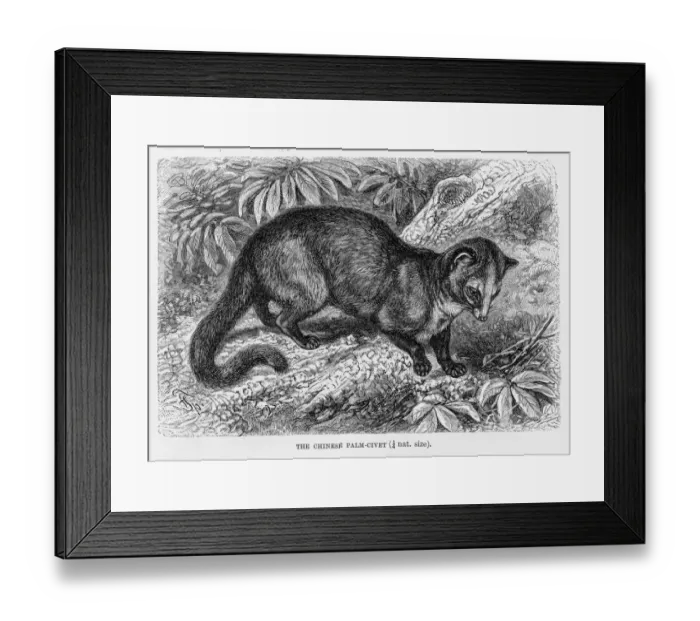 Framed Print : Chinese palm civet engraving 1894 Framed Print : Chinese palm civet engraving 1894