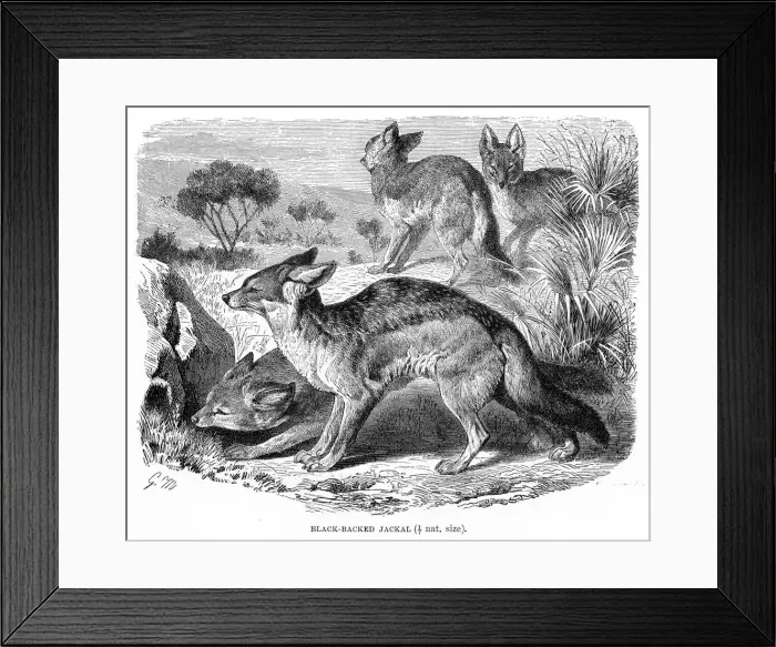 Framed Print : Black backed jackal engraving 1894 Framed Print : Black backed jackal engraving 1894