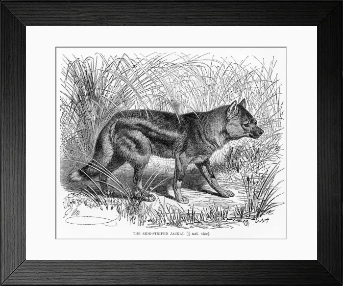 Framed Print : Side striped jackal engraving 1894 Framed Print : Side striped jackal engraving 1894