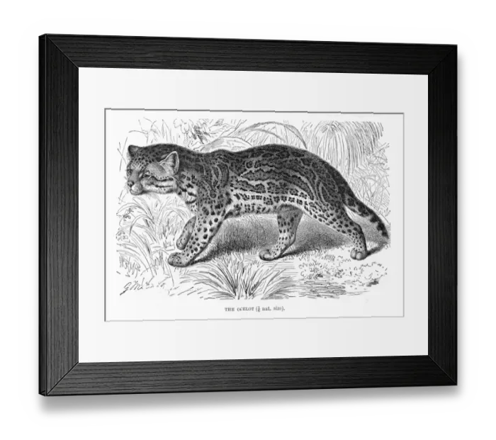 Framed Print : Ocelot engraving 1894