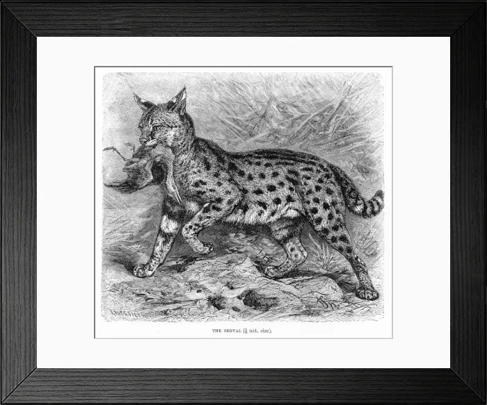 Framed Print : Serval engraving 1894 Framed Print : Serval engraving 1894
