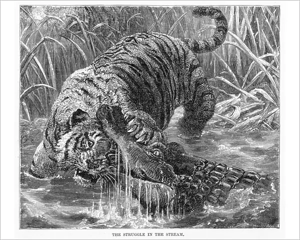 Tiger and crocodile engraving 1894