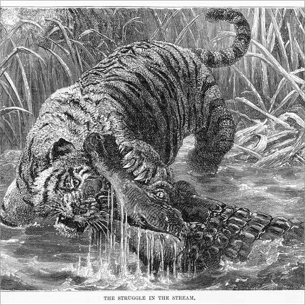 Tiger and crocodile engraving 1894
