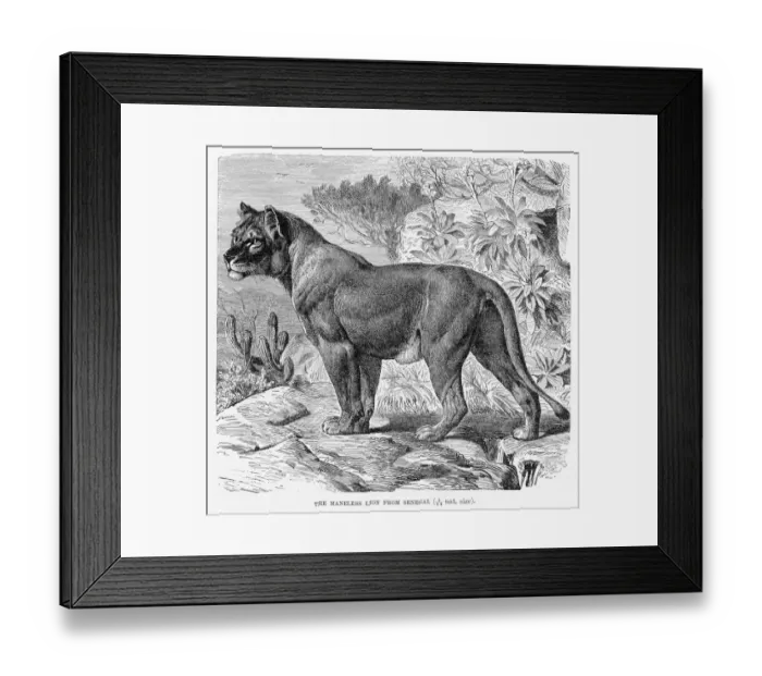 Framed Print : Maneless lion Senegal engraving 1894 Framed Print : Maneless lion Senegal engraving 1894