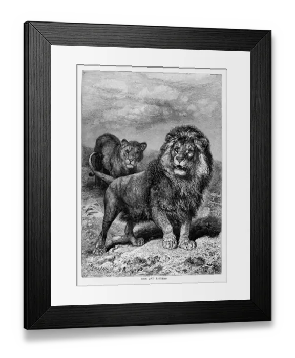 Framed Print : Lion and lioness engraving 1894 Framed Print : Lion and lioness engraving 1894