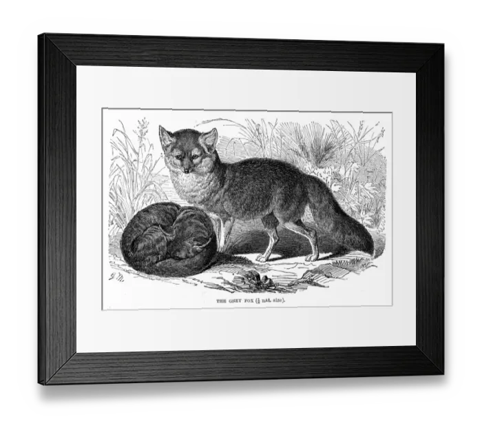 Framed Print : Grey fox engraving 1894 Framed Print : Grey fox engraving 1894