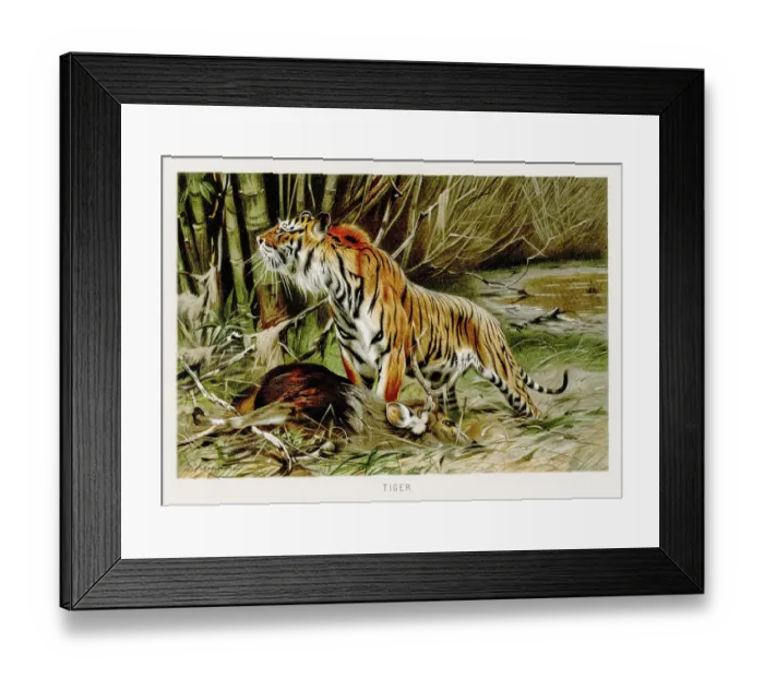 Framed Print : Tiger lithograph 1894 Framed Print : Tiger lithograph 1894