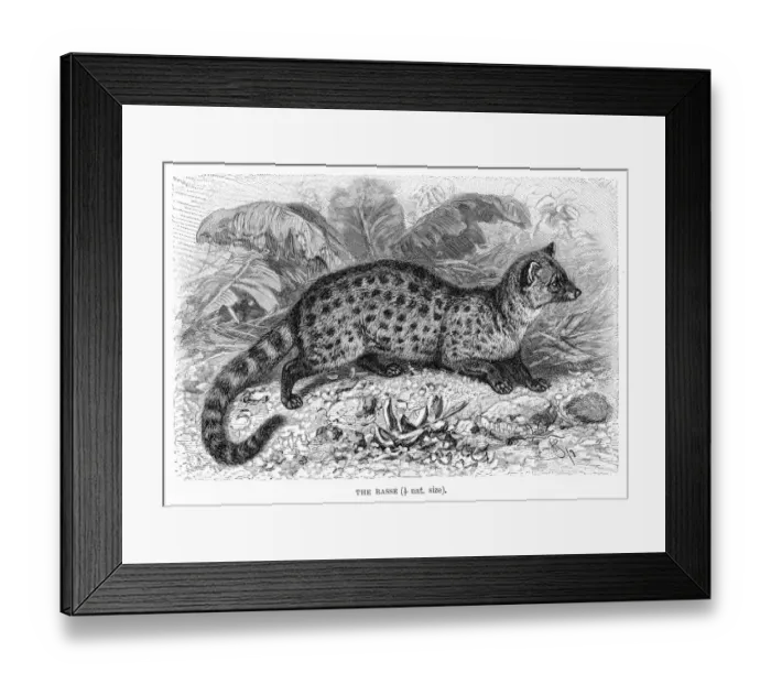 Framed Print : Rasse civet engraving 1894 Framed Print : Rasse civet engraving 1894