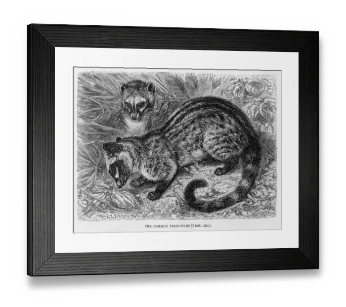 Framed Print : Common palm civet engraving 1894