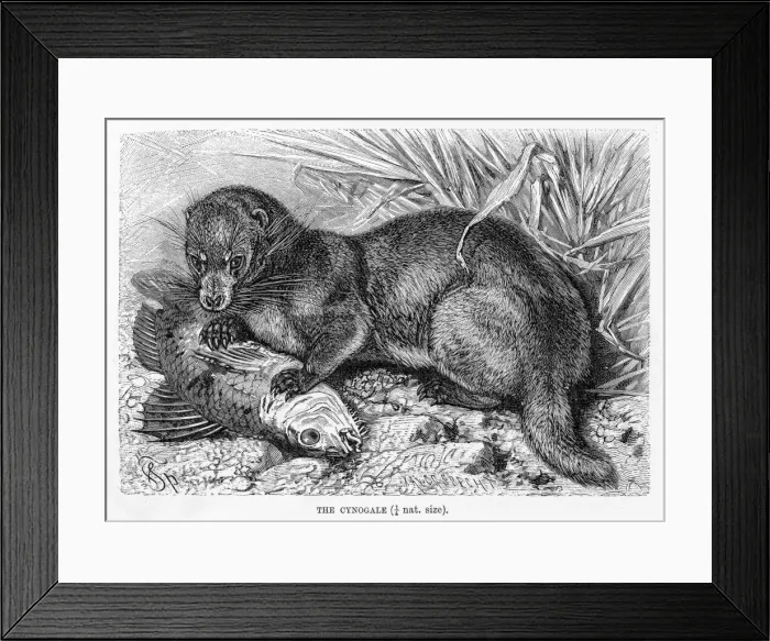 Framed Print : Otter civet engraving 1894 Framed Print : Otter civet engraving 1894