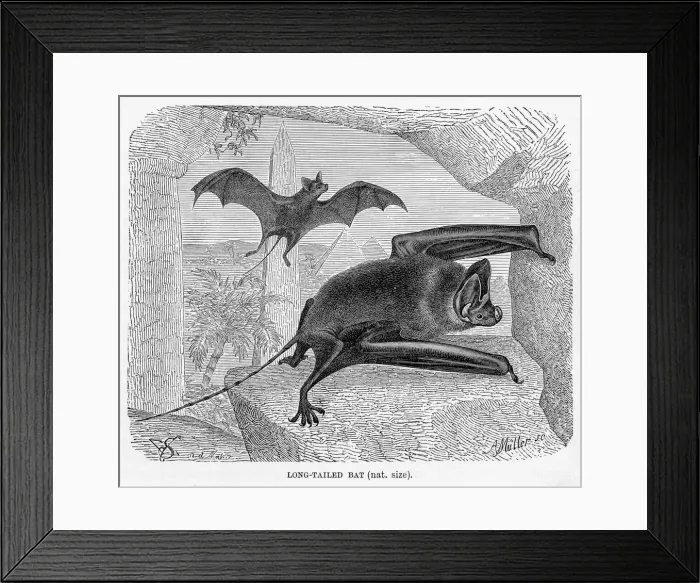 Framed Print : Long tailed bat engraving 1894 Framed Print : Long tailed bat engraving 1894