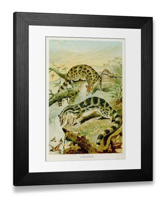 Framed Print : Asiatic linsang lithograph 1894 Framed Print : Asiatic linsang lithograph 1894