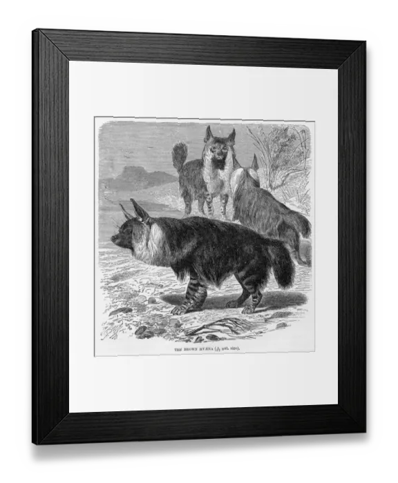 Framed Print : Brown hyena engraving 1894 Framed Print : Brown hyena engraving 1894